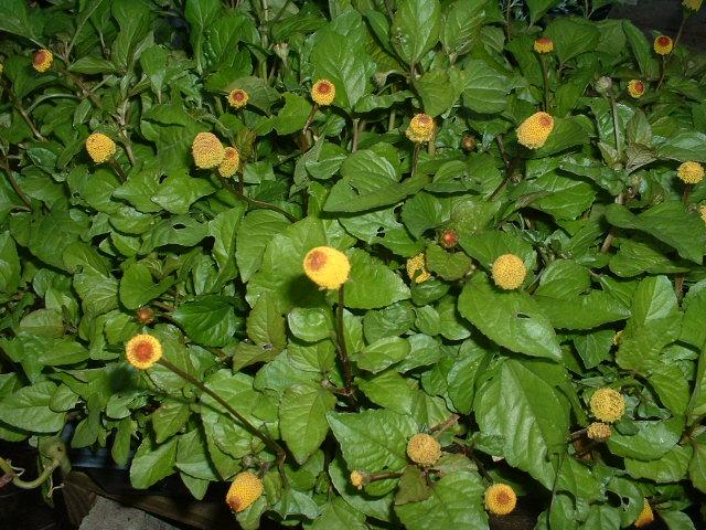 acmella(Toothache Plant) acmella(Toothache Plant)
